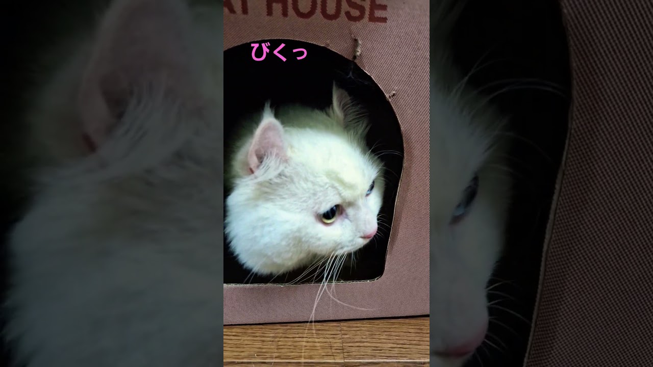 【オッドアイ幸せを呼ぶ猫】何かとビックリするラビちゃん#猫#cat#白猫#キンカロー#shorts