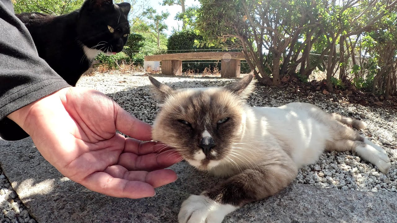 バチバチと睨み合っていたシャム猫とタキシード猫を2匹まとめてモフる