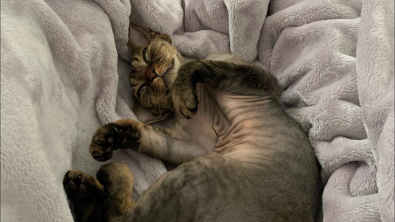 デボンレックス弟の可愛い寝顔をまとめてみました(A collection of photos of Devon Rex cat’s cute sleeping face)