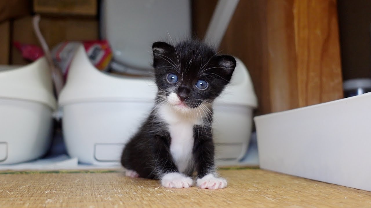 先住猫と初対面の子猫がこちらです…ｗ