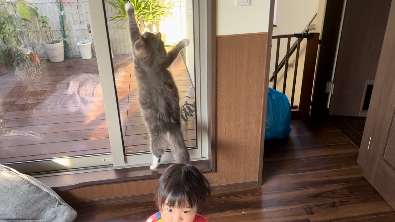 垂直跳び1cmの猫　ノルウェージャンフォレストキャット　Cat with no jumping ability