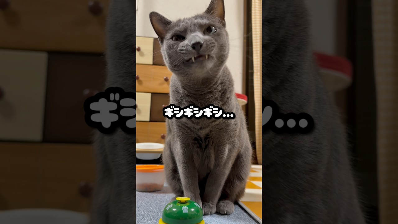 【ロシアンブルー】めろん、カリカリ歯に挟まりからの...ベル🛎️どこで鳴らしたん⁇🫢【猫】#shorts