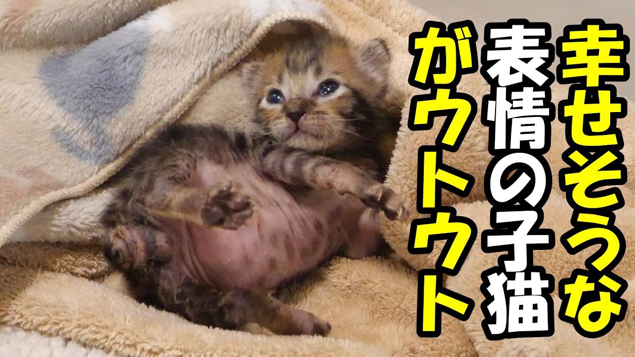 満腹で幸せな気持ちの子猫が毛布の上でウトウト【赤ちゃん猫　保護猫】