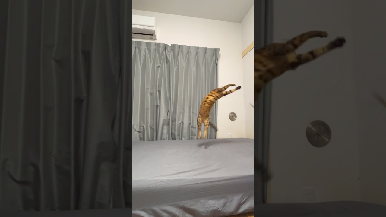 ベンガル猫のパワフルさは異常【いつにも増して飛んでいます🐅】 #shorts