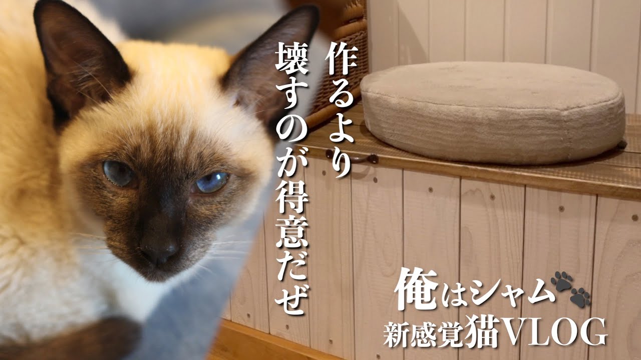 【DIY】シャム猫とキャットベンチ制作！主人のジャマをする猫