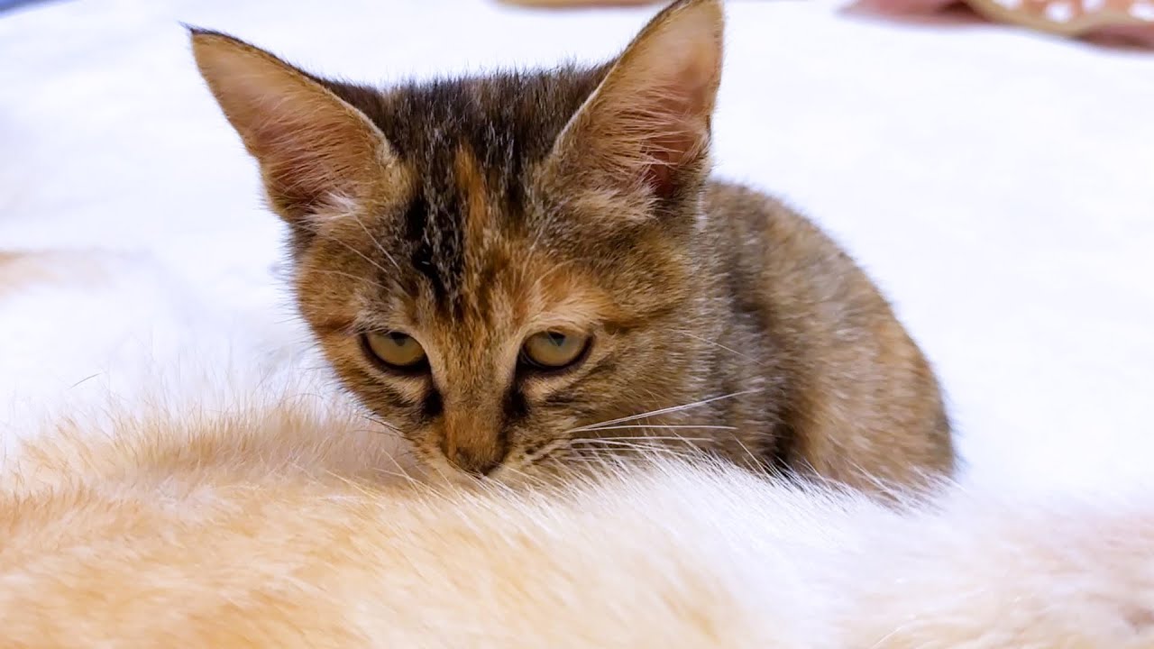 柴犬の柴ふが大好きになった子猫「天然柴暖房」