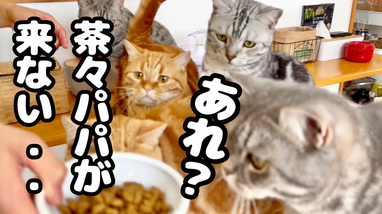 あれ！？ごはんタイムに茶々がこない... #猫 #マンチカン
