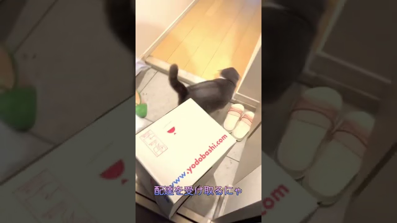 #shorts まるちゃんルーティン🐯🐾✨おはようからのお見送り👋🏻 #猫 #cat #ブリティッシュショートヘア #britishshorthair #現場猫 #ハチワレ #猫の日常