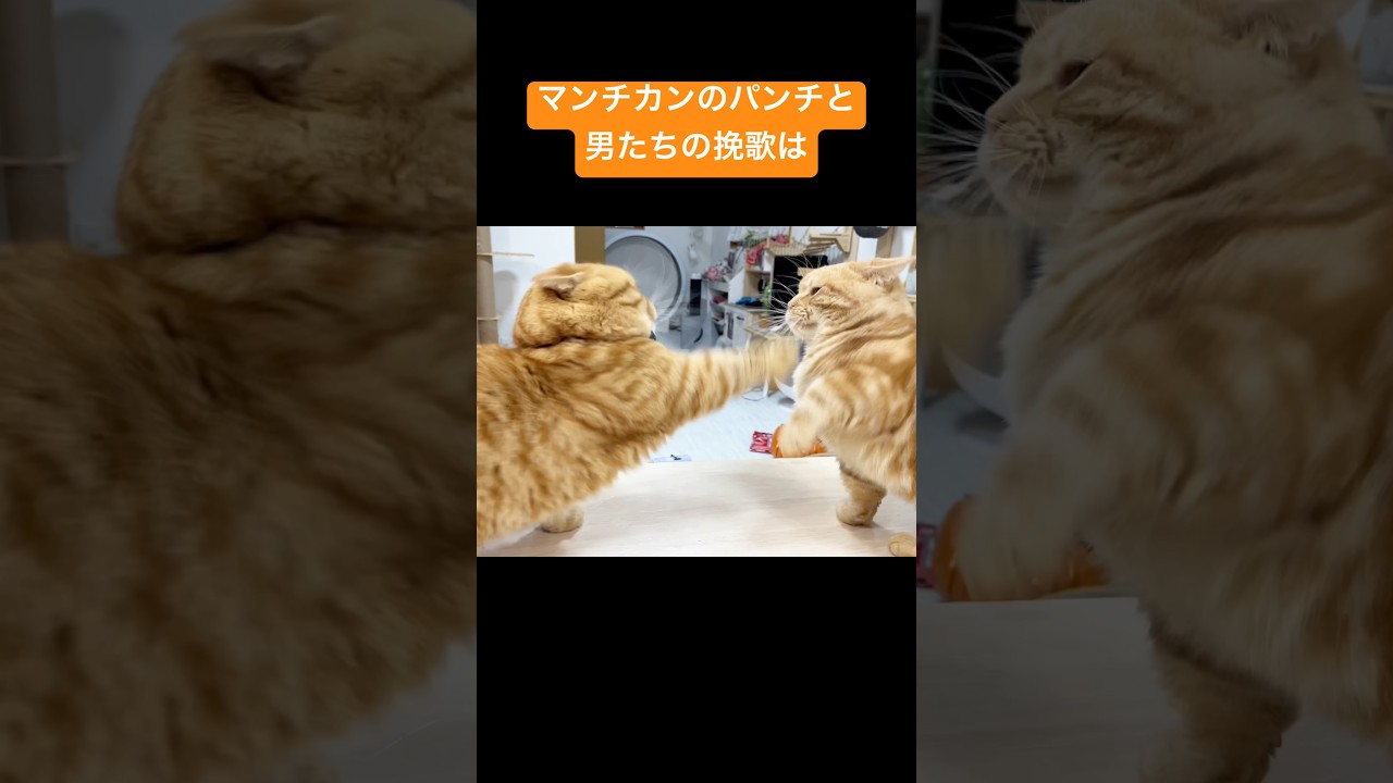マンチカンのパンチは至近距離で撃ち合っても当たらない #猫 #マンチカン #shorts