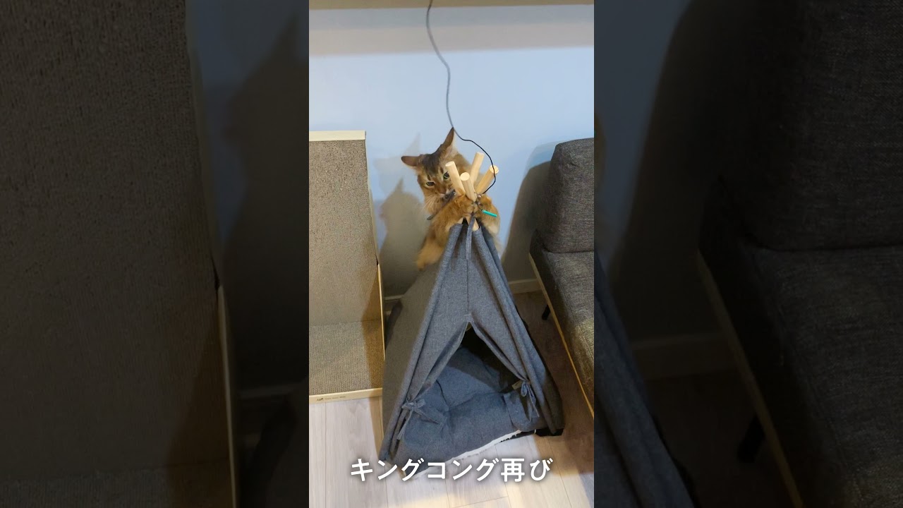 #165　ごきげんソマリくるみちゃん