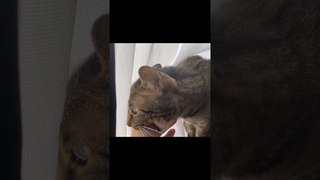 俺の手が好きな凶暴猫...