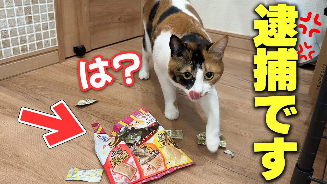 【激怒】朝起きたら猫に部屋をめちゃくちゃにされていました…