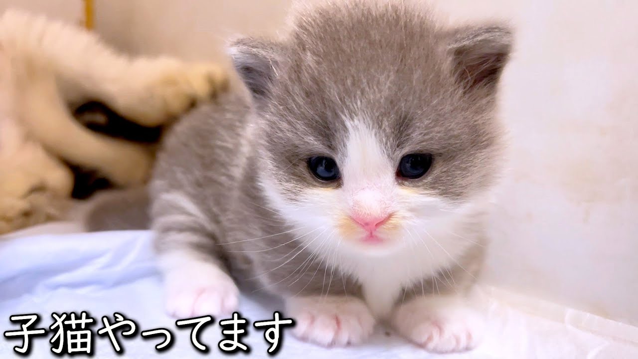 【マンチカンの子猫】可愛い子猫やらしてもろてます～な件 ∼猫のいる生活Vol.826~ 出産動画 マンチカン短足・ミヌエット・ペルシャ猫専門ブリーダー『ペット蔵人』【子猫の成長記録】