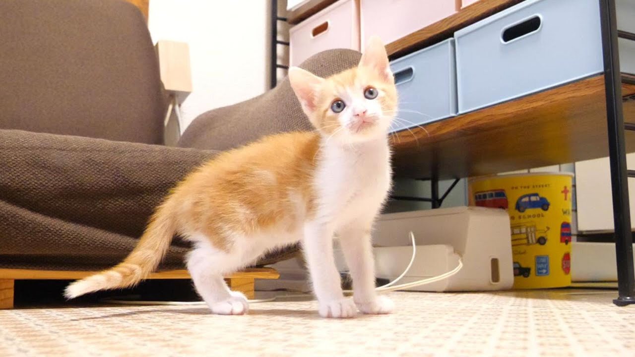 段ボールのお家に興味津々の子猫たち【赤ちゃん猫　保護猫】