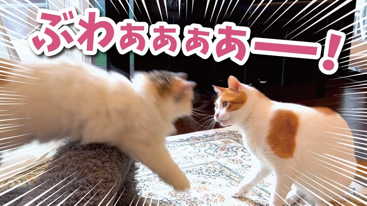 【悲報】環境が変わると興奮して大喧嘩してしまう猫たち…【関西弁でしゃべる猫】【猫アテレコ】