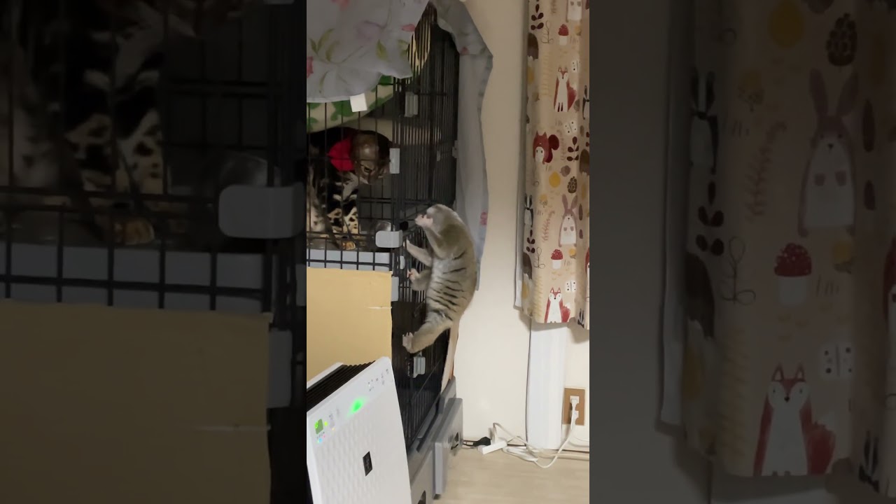 猫のご飯を横取りするスローロリス　#スローロリス #ベンガル猫 #りんころちゃん