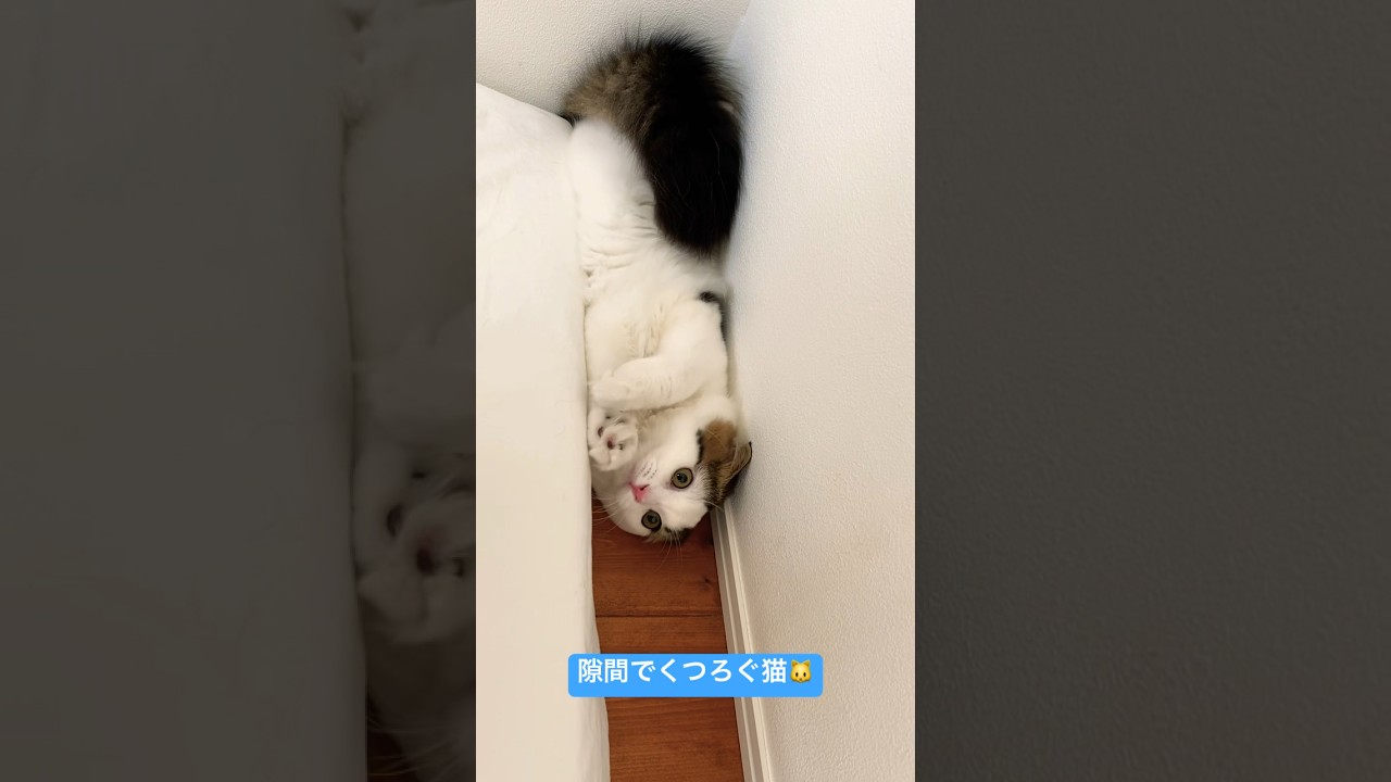 隙間でくつろぐ猫🐱 #shorts #猫  #スコテッシュフォールド