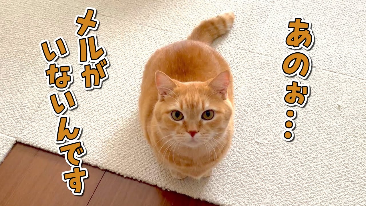 大好きな弟猫がいないと訴えかけてくる兄猫が可愛い！