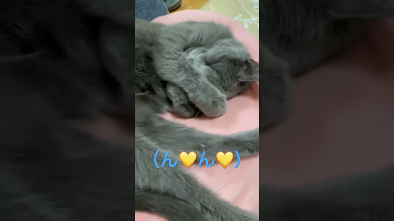 この声を聞いたら昇天するよ😽❤️（ロシアンブルー）#shorts