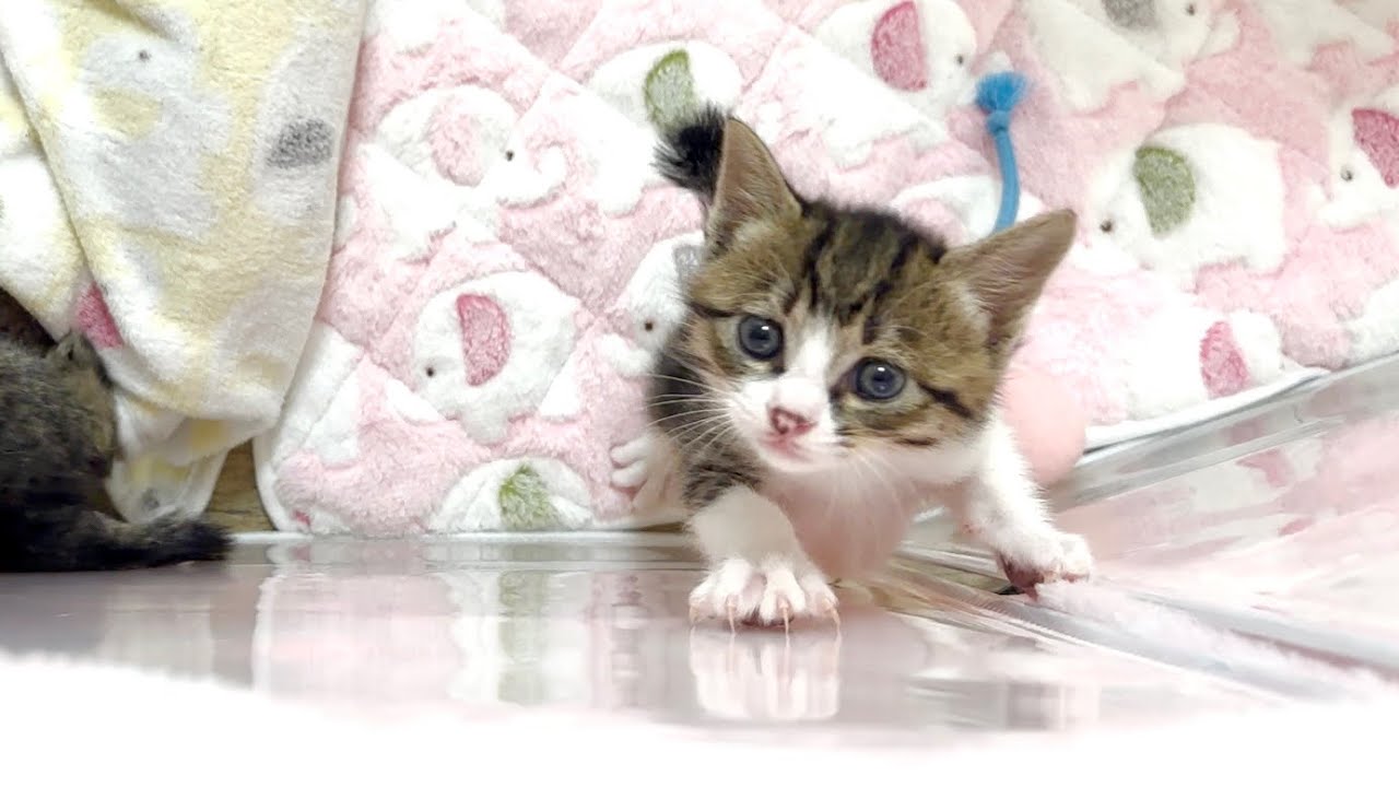 生後31日 朝から脱走を試みる子猫たち＆おもちゃで遊ぶようになりました【山菜兄妹#30】Kittens trying to jump over a fence.