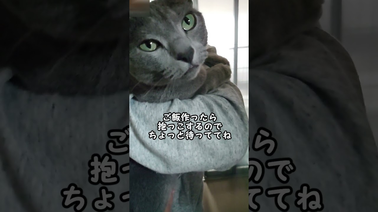 【猫動画】寒い朝は抱っこされたいロシアンブルー【russianbule】#shortsRussian blue wants to be held on cold mornings