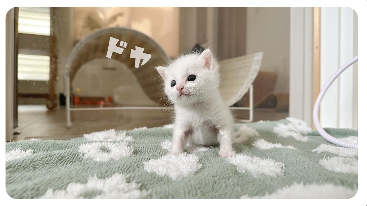 「きゅ～ぅ」と「にゃぁあ」の間の子猫★てちてち歩きがかわいすぎる【保護猫生活9日目2】