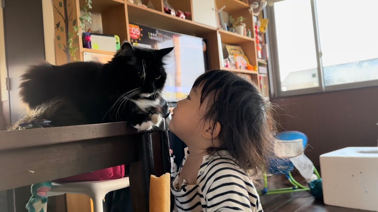 寝る前まで甘える猫　ノルウェージャンフォレストキャットA cat who wants to be cared for until bedtime. Norwegian Forest Cat.