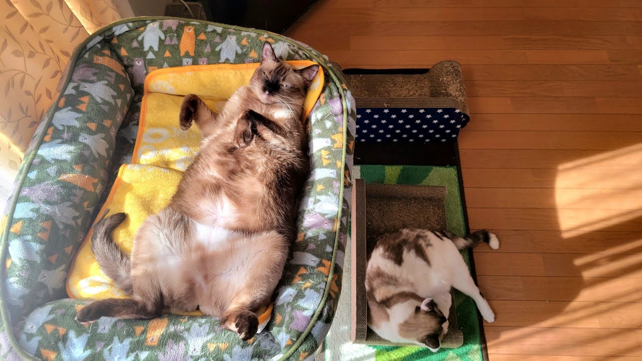 ゴロゴロ音を鳴らしてヘソ天で寝てたシャム猫が起きて来て！する羽目に🤤