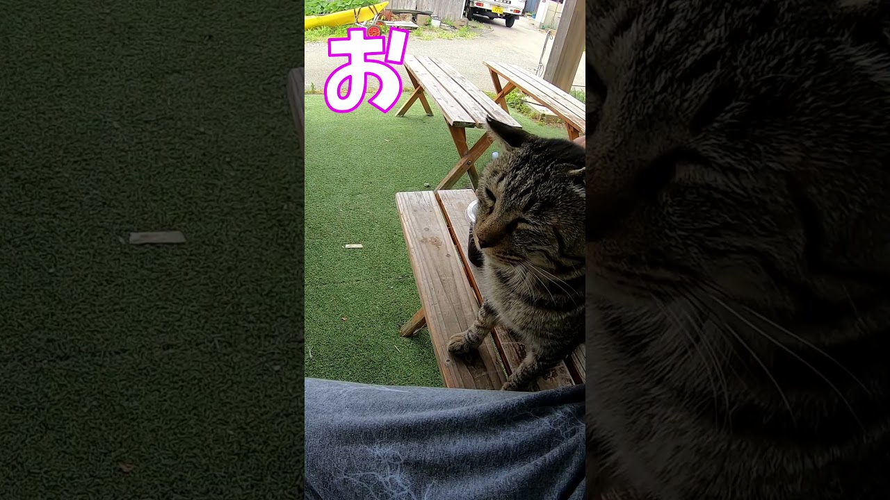 猫」「CAT & PEACE」 #cat #ねこ #ねこ動画 #猫動画 #猫好きさんと繋がりたい #ソマリ