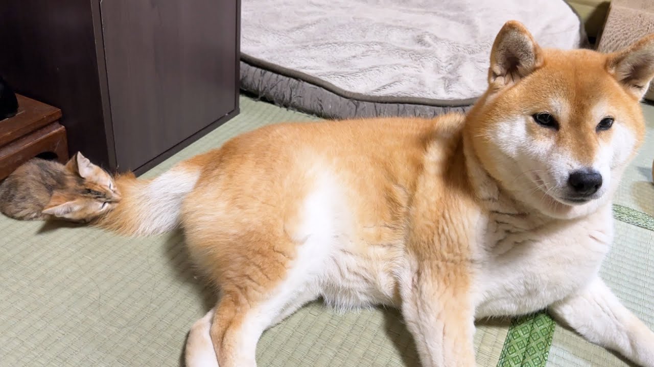 子猫と柴犬と先輩猫がとっても嬉しいことがありました！
