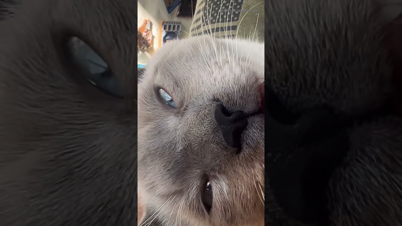 Funny Meme !!Cat Space Face !!