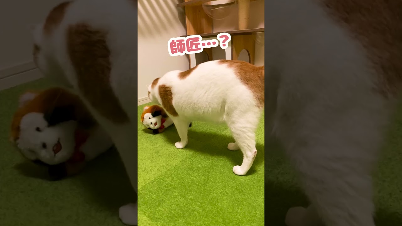 え？この子なんか悪い事したっけ…？【おしゃべりする猫】 #Shorts 【猫アテレコ】