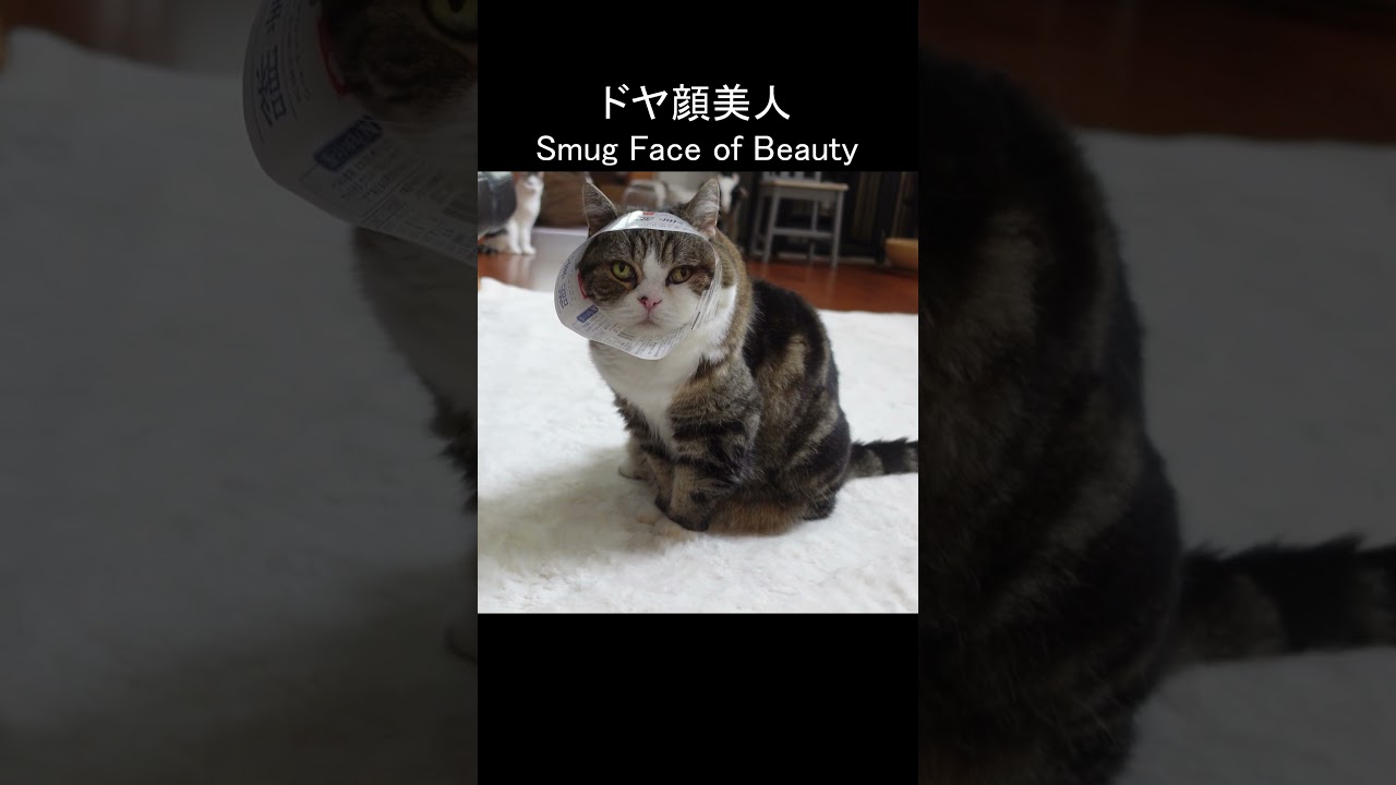 美人なまるさん。 #Shorts
