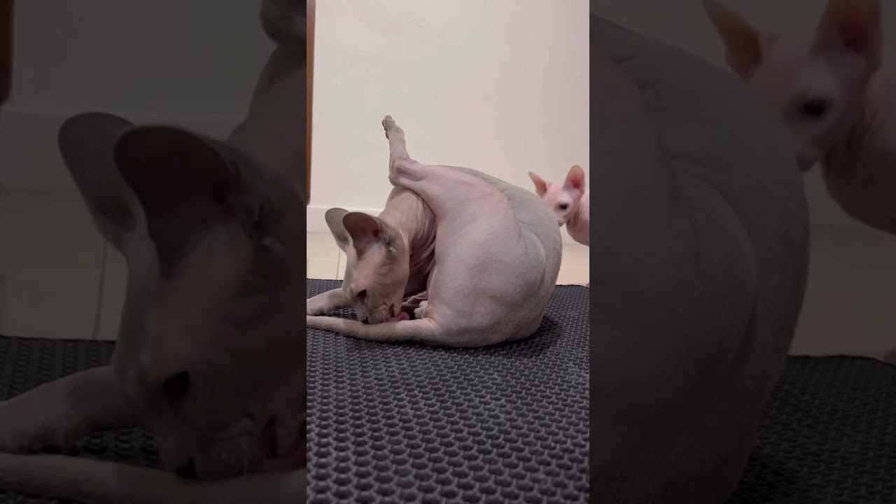 お尻の清掃中びっくりする毛のない猫【スフィンクス猫】