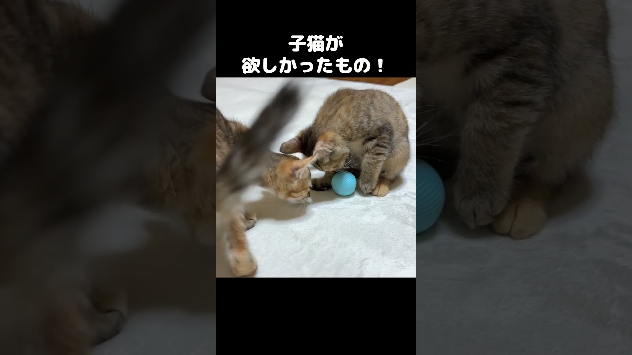 子猫が欲しかったものをプレゼント！ #shorts
