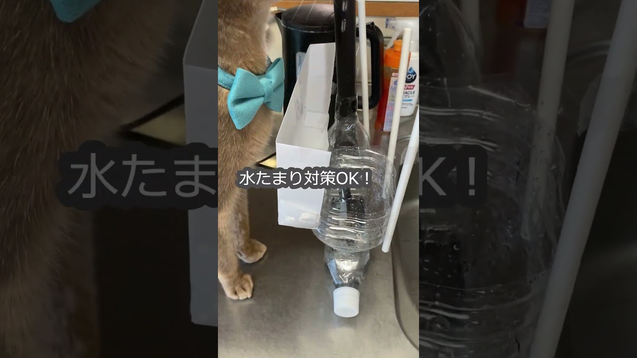 猫 自動給水器 Ver2 水たまり対策  #shorts   #アビシニアン #自動給水器