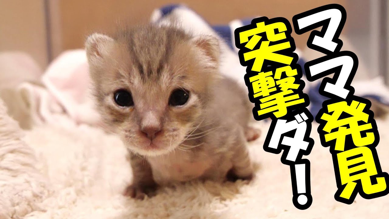 ママを見つけた子猫が突撃してくる！【赤ちゃん猫　保護猫】