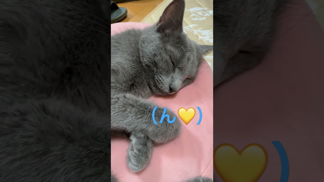これ見たら悶絶するよ？😽❤️（ロシアンブルー）#shorts