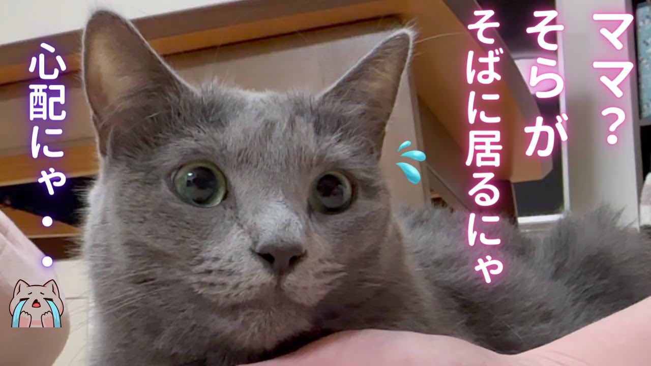 神対応な猫とKYなパパ（ロシアンブルー）