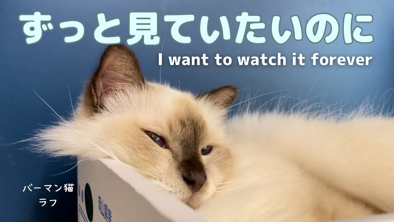 バーマン猫ラフとミカ【ずっと見ていたいのに】I want to watch it forever（バーマン猫）Birman/Cat