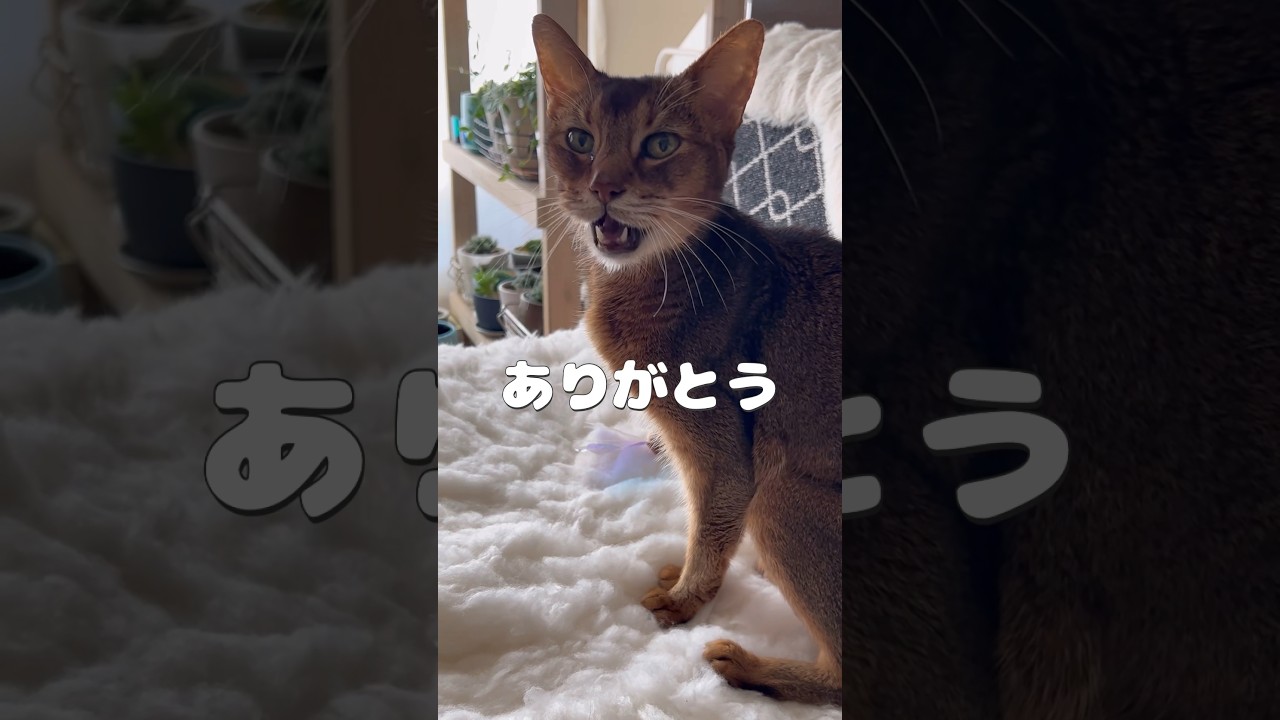 ありがとう19歳のまな猫 #shorts #猫動画 #アビシニアン #cat #まな猫