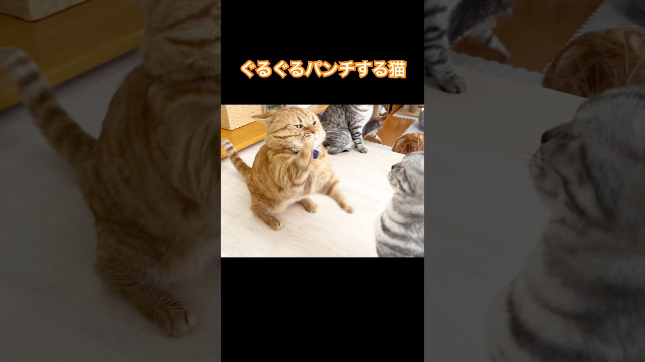 ぐるぐるパンチをする猫 #猫 #マンチカン #shorts