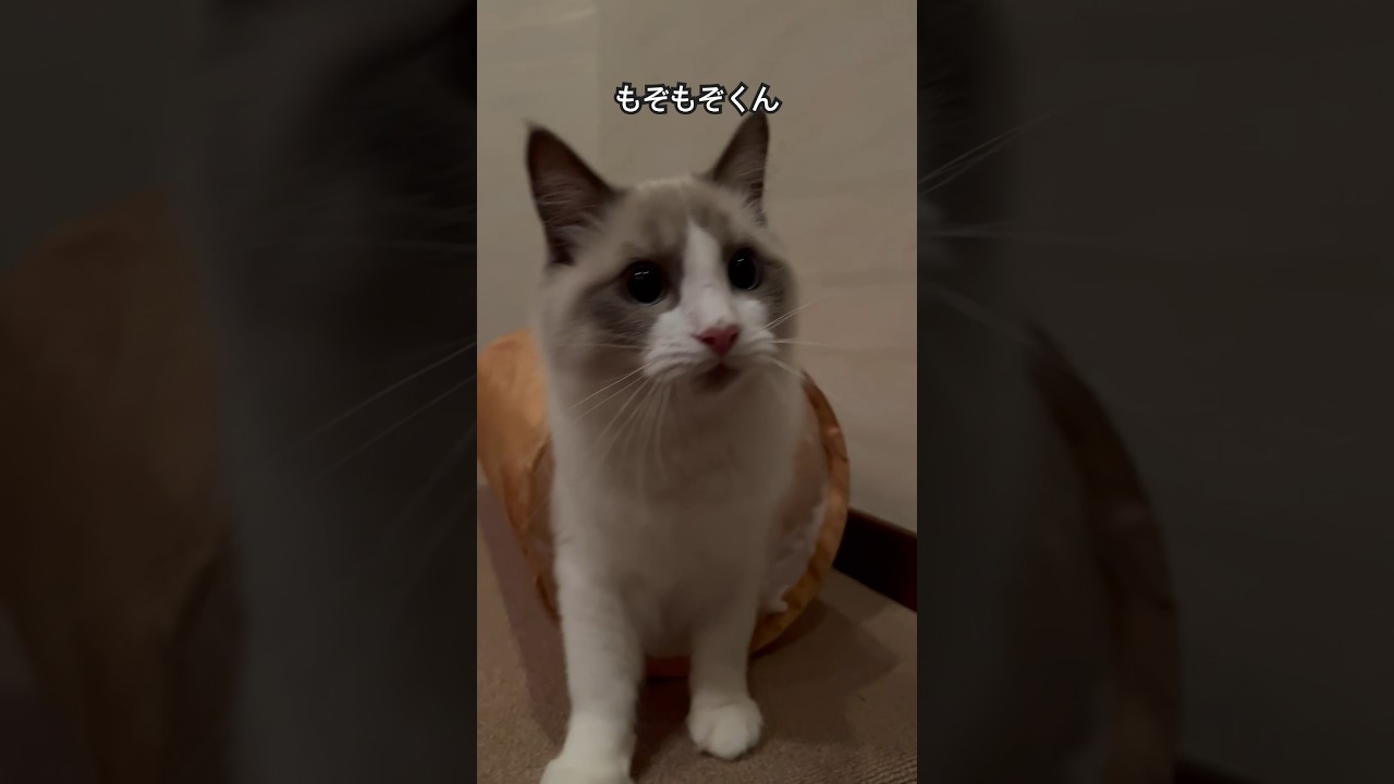 【ラグドールのわたげ】トンネルをバックでもどる猫#shorts #猫 #ラグドール