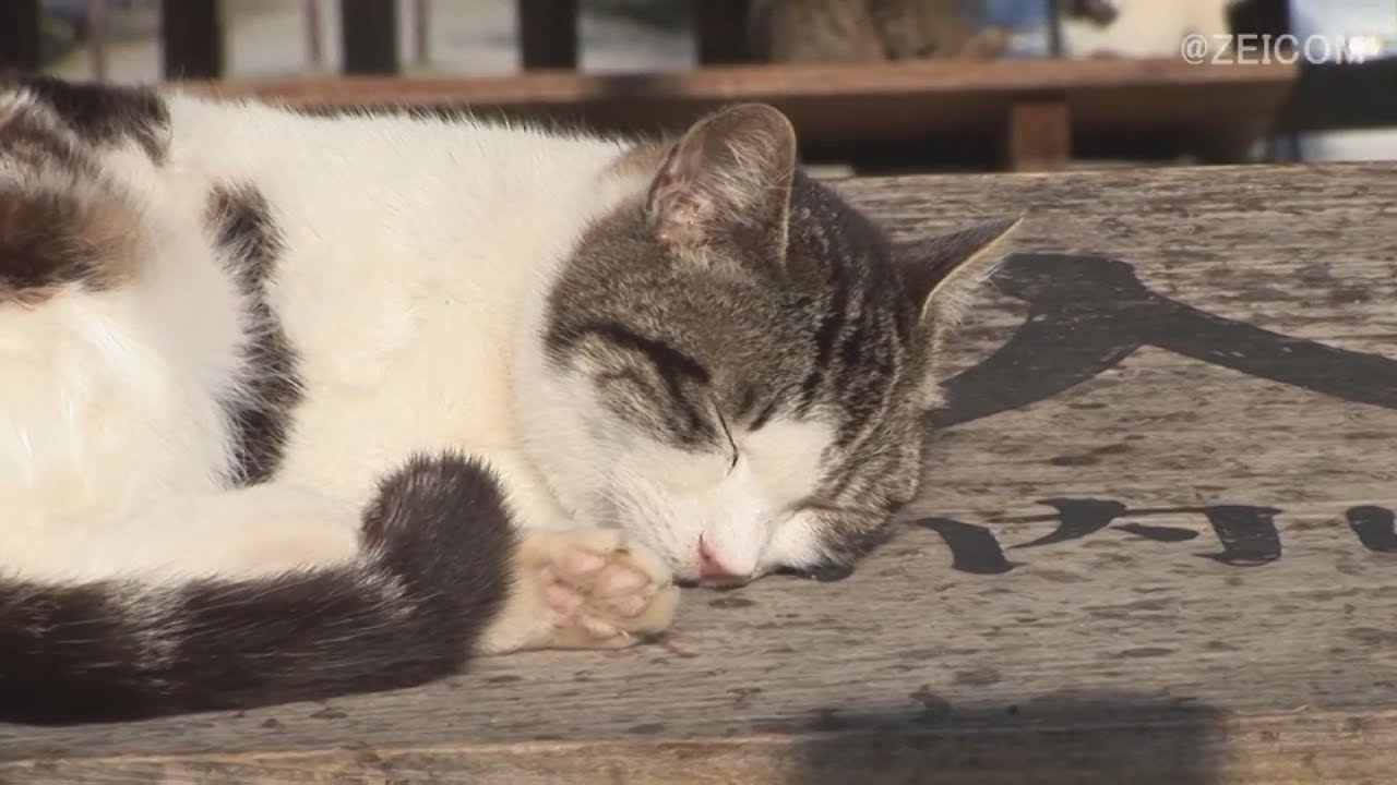 Japan Cat Trip, Nara-Day 2(2) / 日本猫旅,奈良-2日目(2)