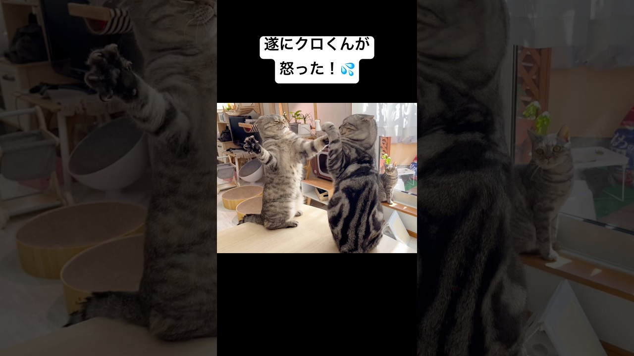 ママから理不尽に怒られて遂にクロくんが怒った！ #猫の喧嘩 #shorts