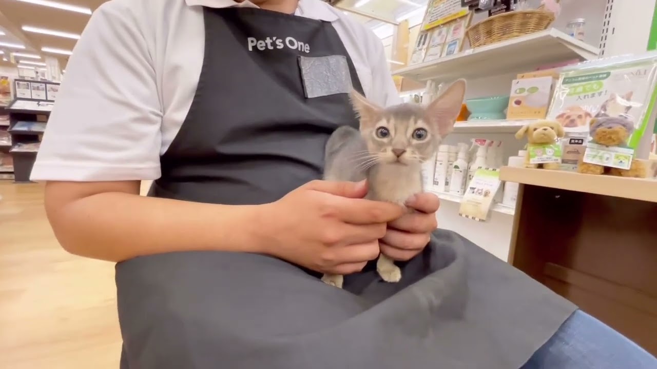 【アビシニアン】小顔の男の子