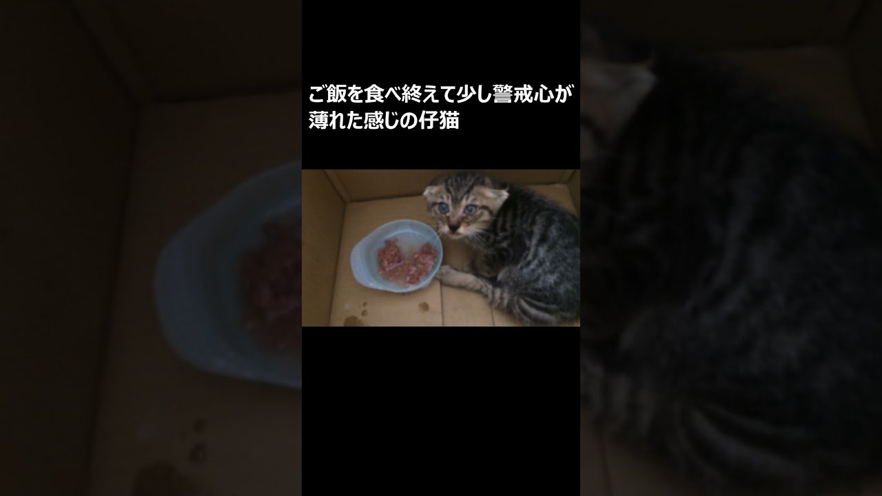 【保護仔猫】警戒心全開のシャーシャー仔猫の初めてのご飯 #ねこ #野良猫  #仔猫  #秋月ねこ #猫　＃CAT