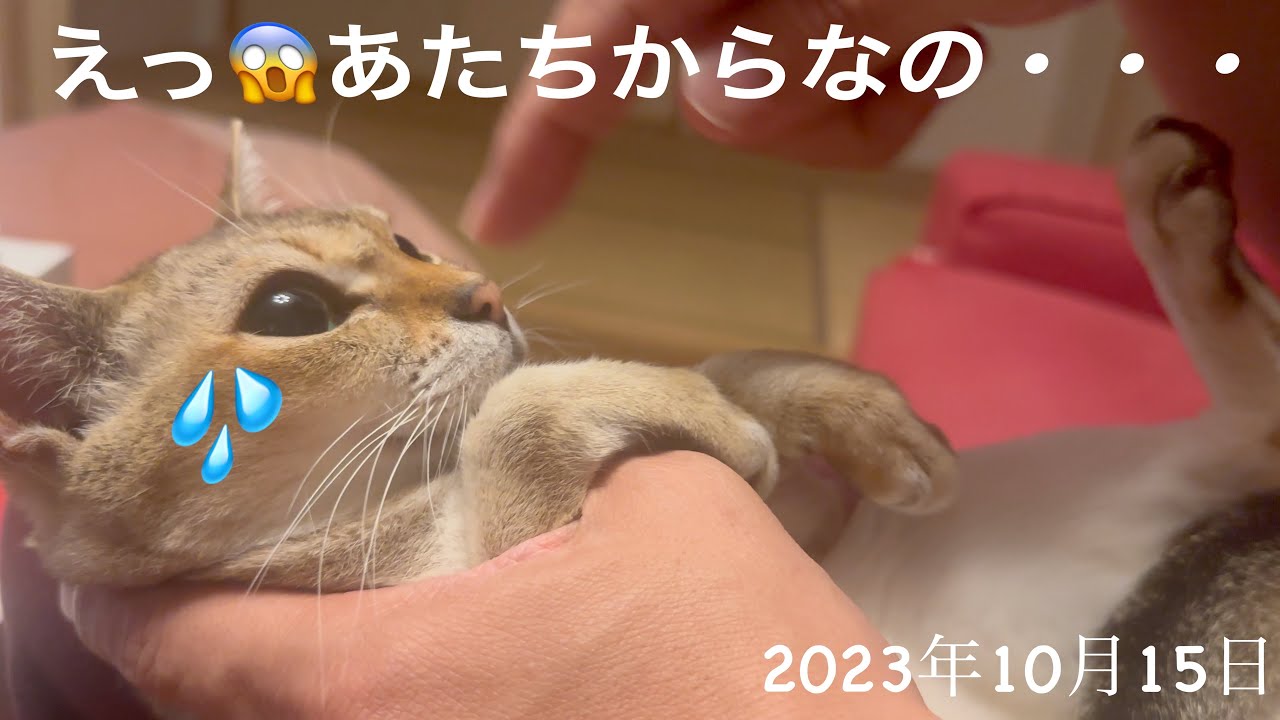 たまに順番が入れ替わっちゃって残念な耳掃除😱シンガプーラ「もも」　2023.10.15  #耳掃除 #猫 #シンガプーラ #スコティッシュフォールド