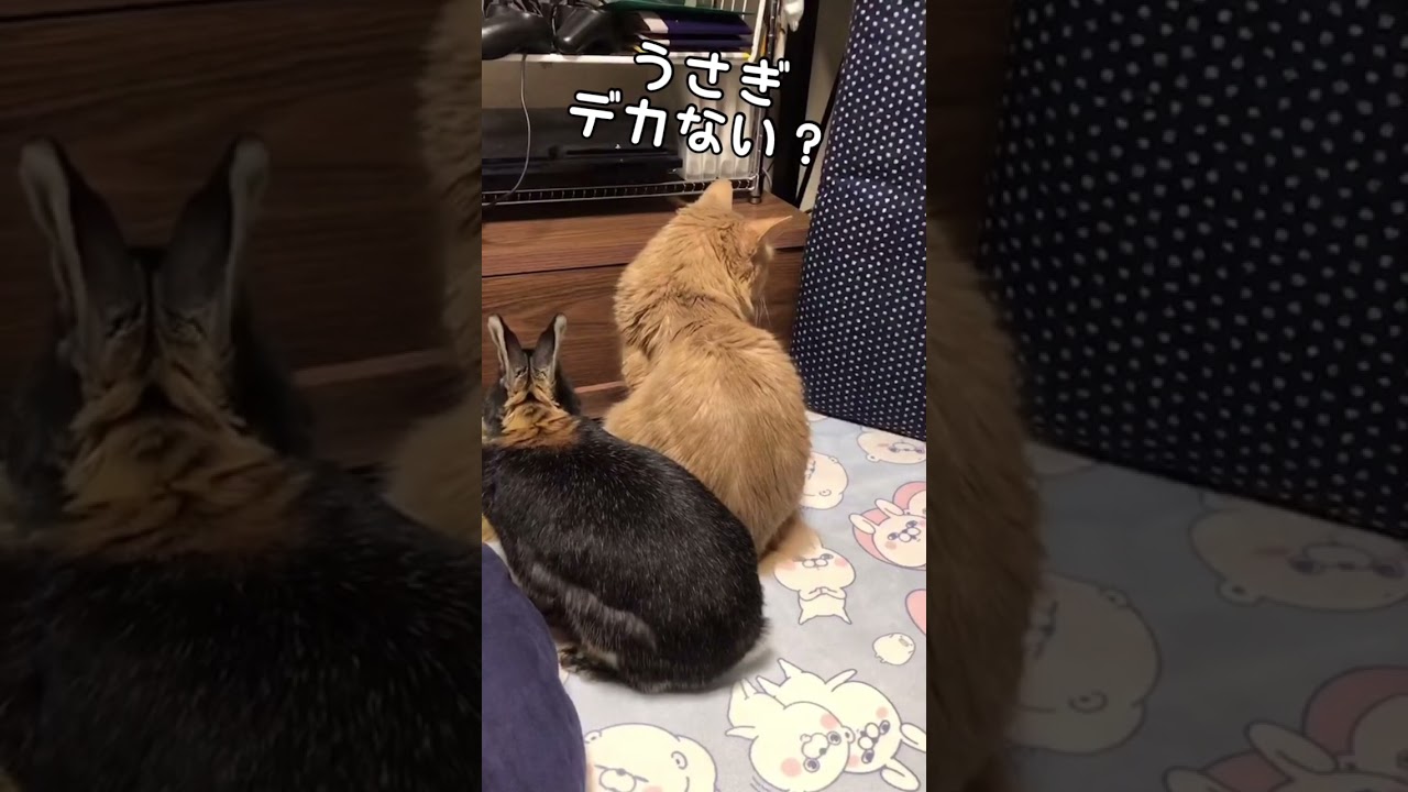 ネザーランドドワーフってこんなデカいの？　#shorts  #ネザーランドドワーフ  #ソマリ