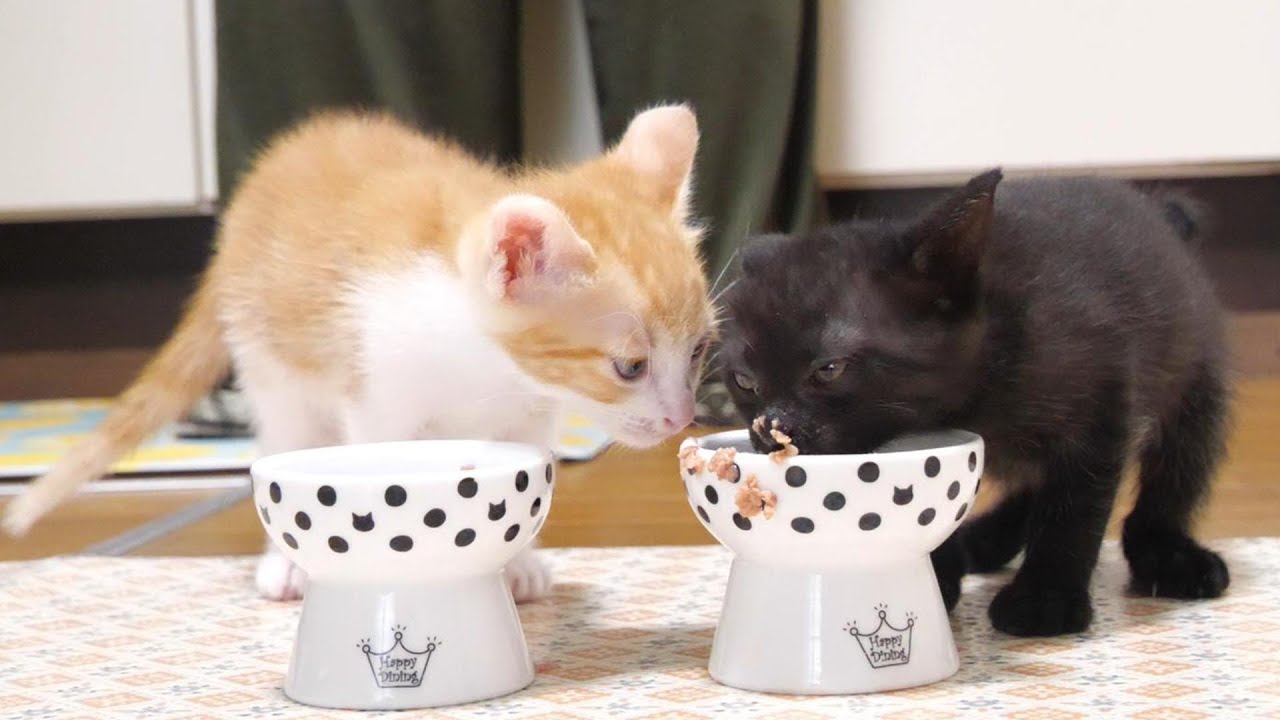 隣のご飯が気になる子猫【赤ちゃん猫　保護猫】